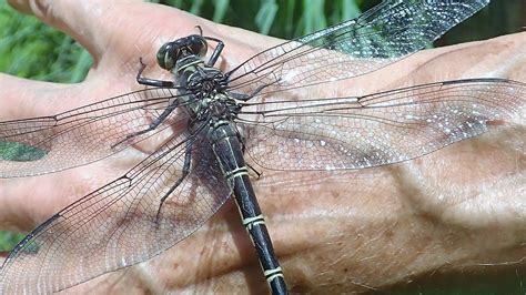 largest dragonfly on earth.